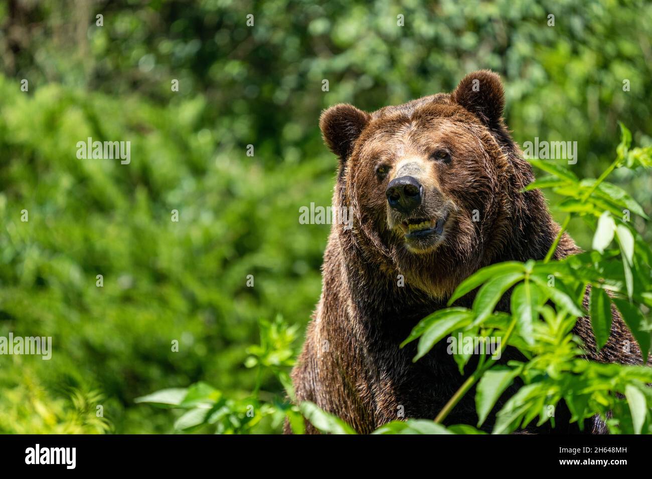 Seattle, Washington, Stati Uniti. Ritratto di Grizzly Bear nel Seattle Woodland Park Zoo. Foto Stock