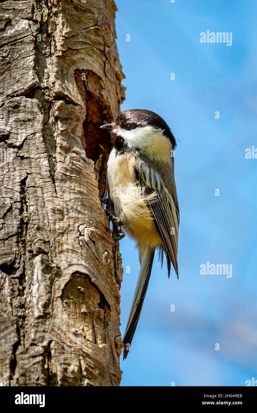 Chickadee (ricapillus di Poecile) arroccato sul bordo di un buco di nidificazione in un tronco d'albero nel sole di mattina d'estate. Foto Stock