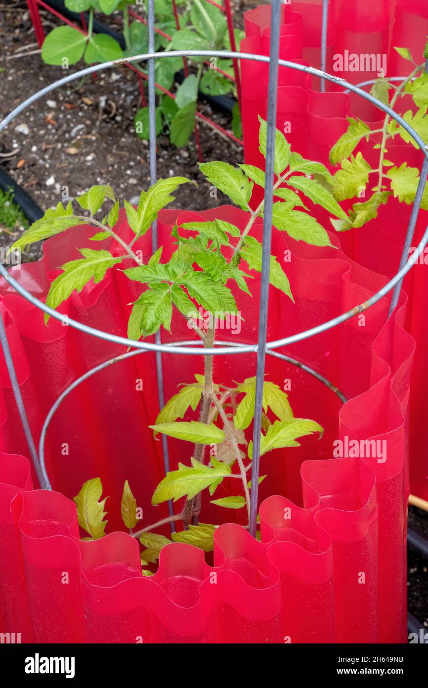 Issaquah, Washington, Stati Uniti. Proteggi pianta isolante intorno alle piante di pomodoro. Queste giacche in plastica resistenti ai raggi UV si adattano alla pianta e quando si è in funzione Foto Stock
