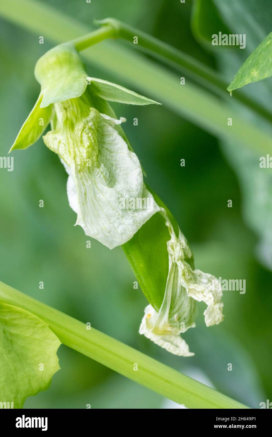 Issaquah, Washington, Stati Uniti. Primo piano di un impianto di piselli Sugar Snap con piselli che emergono dalla fioritura Foto Stock