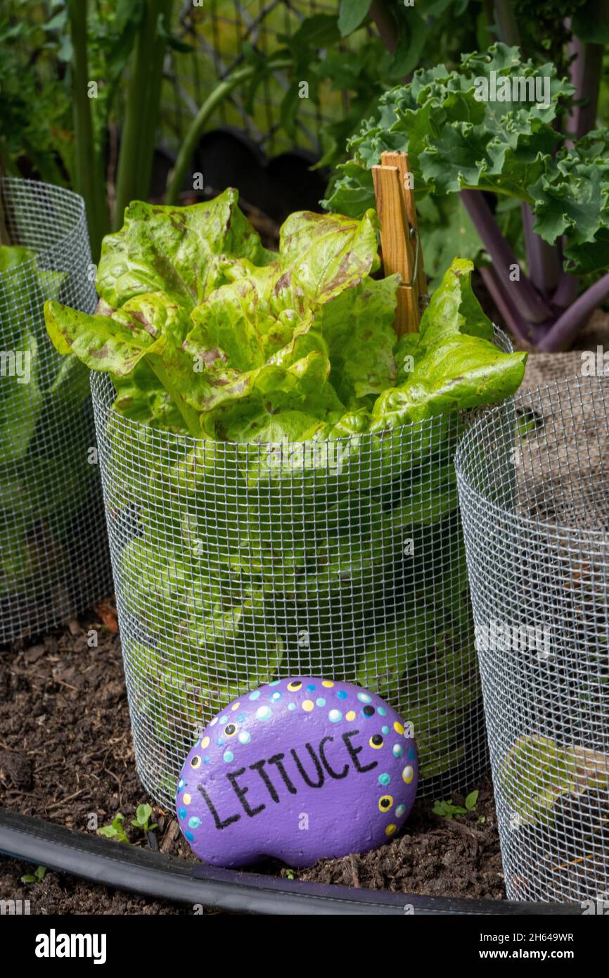 Issaquah, Washington, Stati Uniti. Joker Lettuce piante circondate da filo recinzioni per contribuire a proteggerli da lumache e voles / moli. Foto Stock