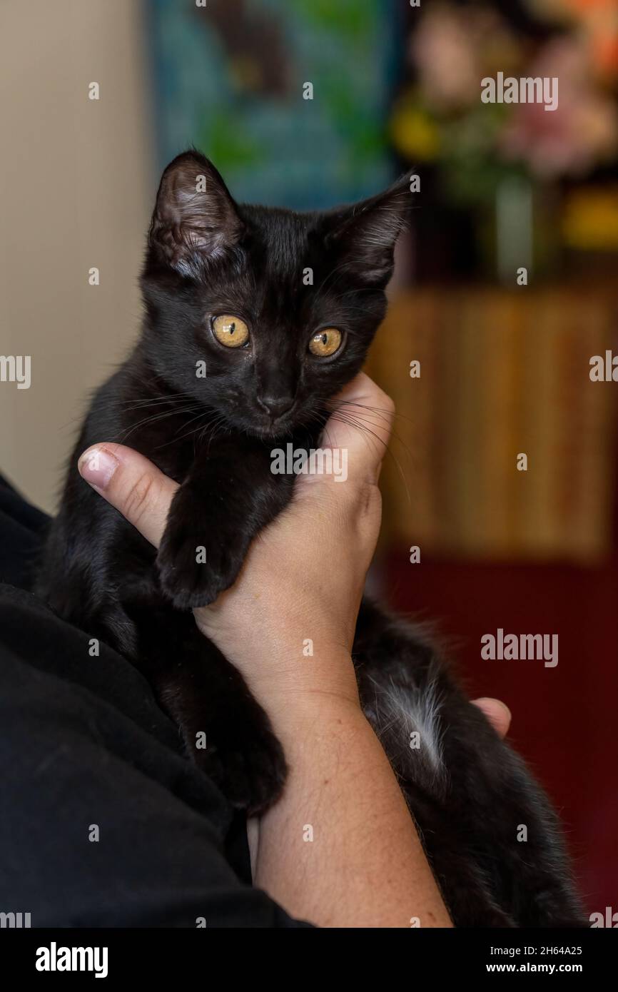 Donna che tiene il suo gattino nero di due mesi, MR. Pickles (MR.) (PR) Foto Stock