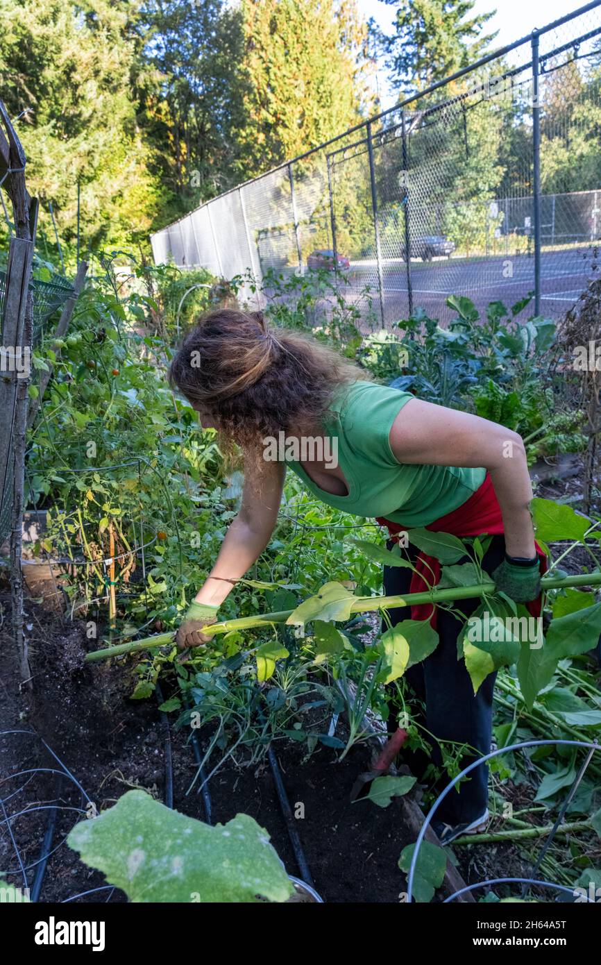 Issaquah, Washington, Stati Uniti. Donna che raccoglie i suoi 10 piedi di altezza topinambur Artichoke (Helianthus tuberosus). Si chiama anche radice solare, sunchoke, selvaggio Foto Stock