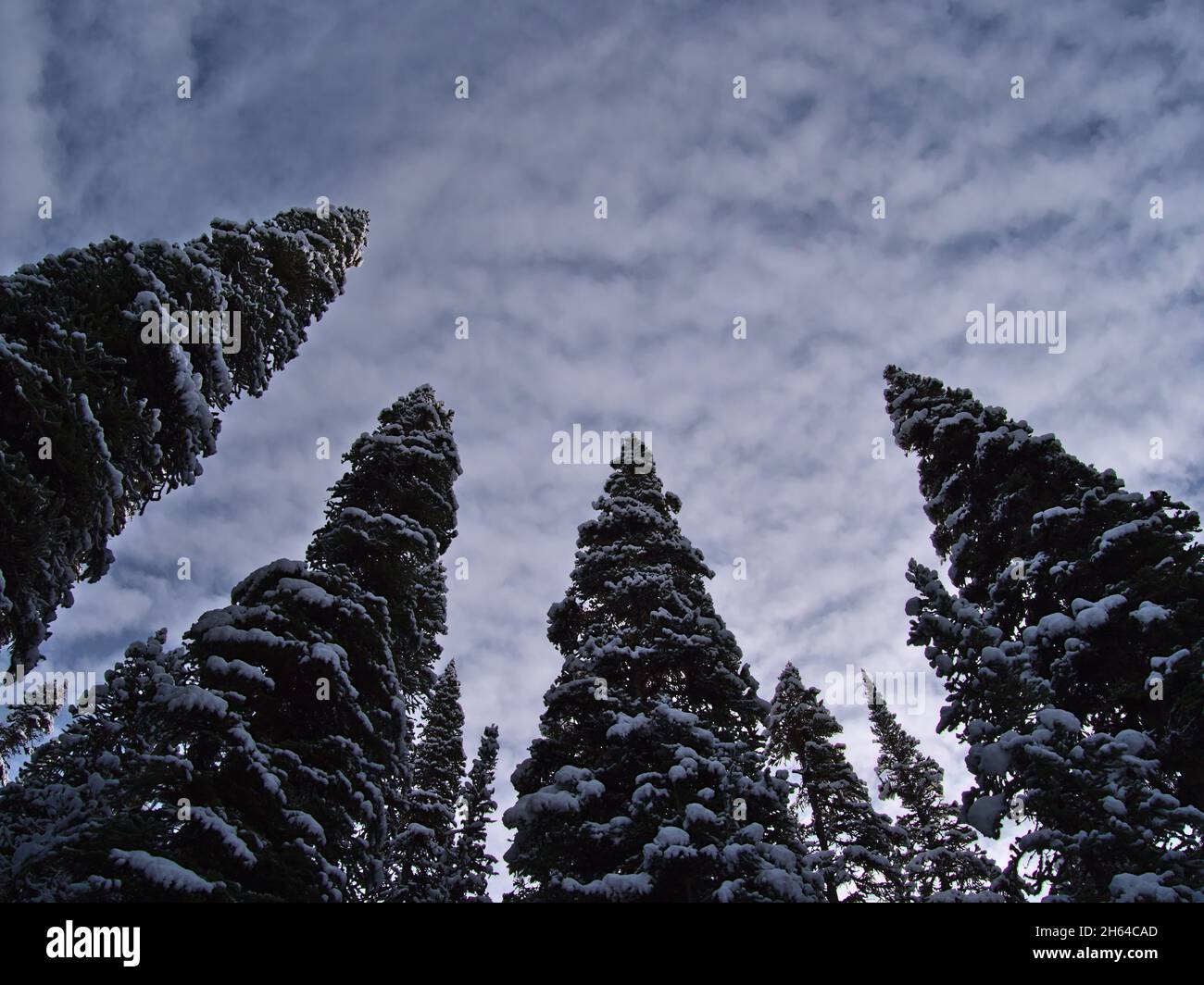 Paesaggio invernale con vista ad angolo basso di alberi di conifere innevati e nuvole testurizzate nel cielo nel Jasper National Park, Alberta, Canada. Foto Stock