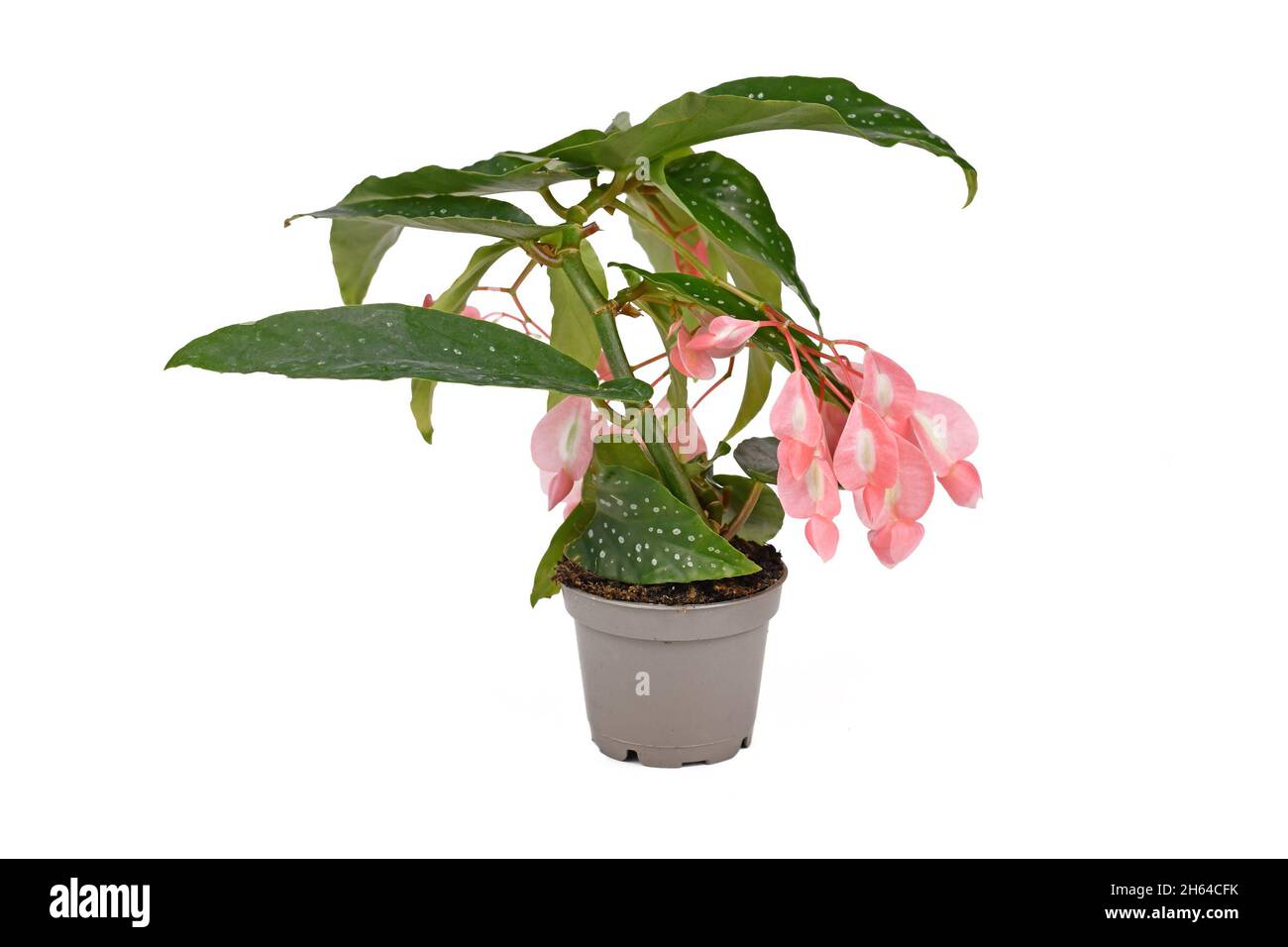 Piccola 'Begonia Tamaya' con fiori rosa in vaso su sfondo bianco Foto Stock