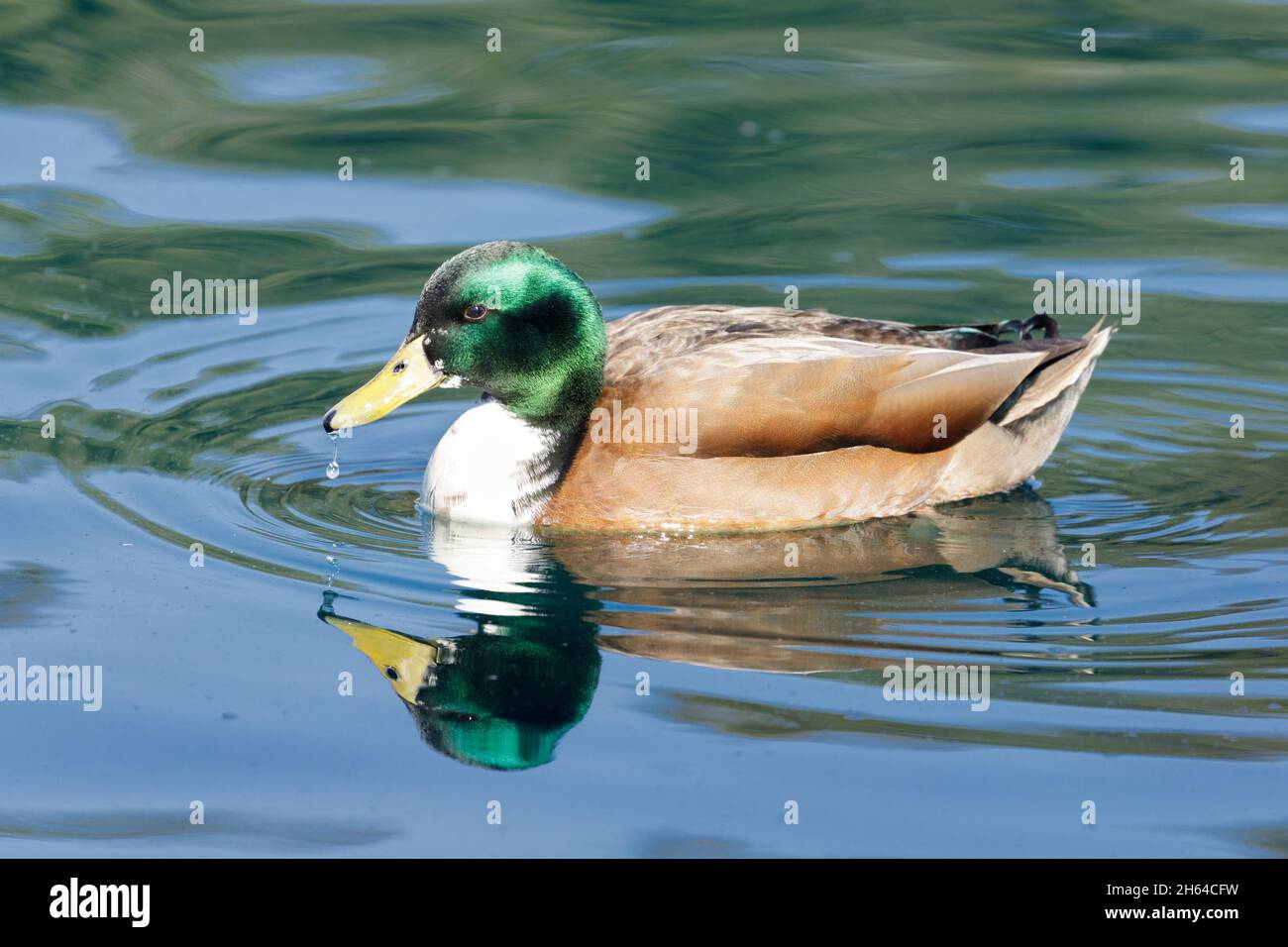 Mallard Duck maschio adulto con croce nazionale. Sunnyvale, California, Stati Uniti. Foto Stock