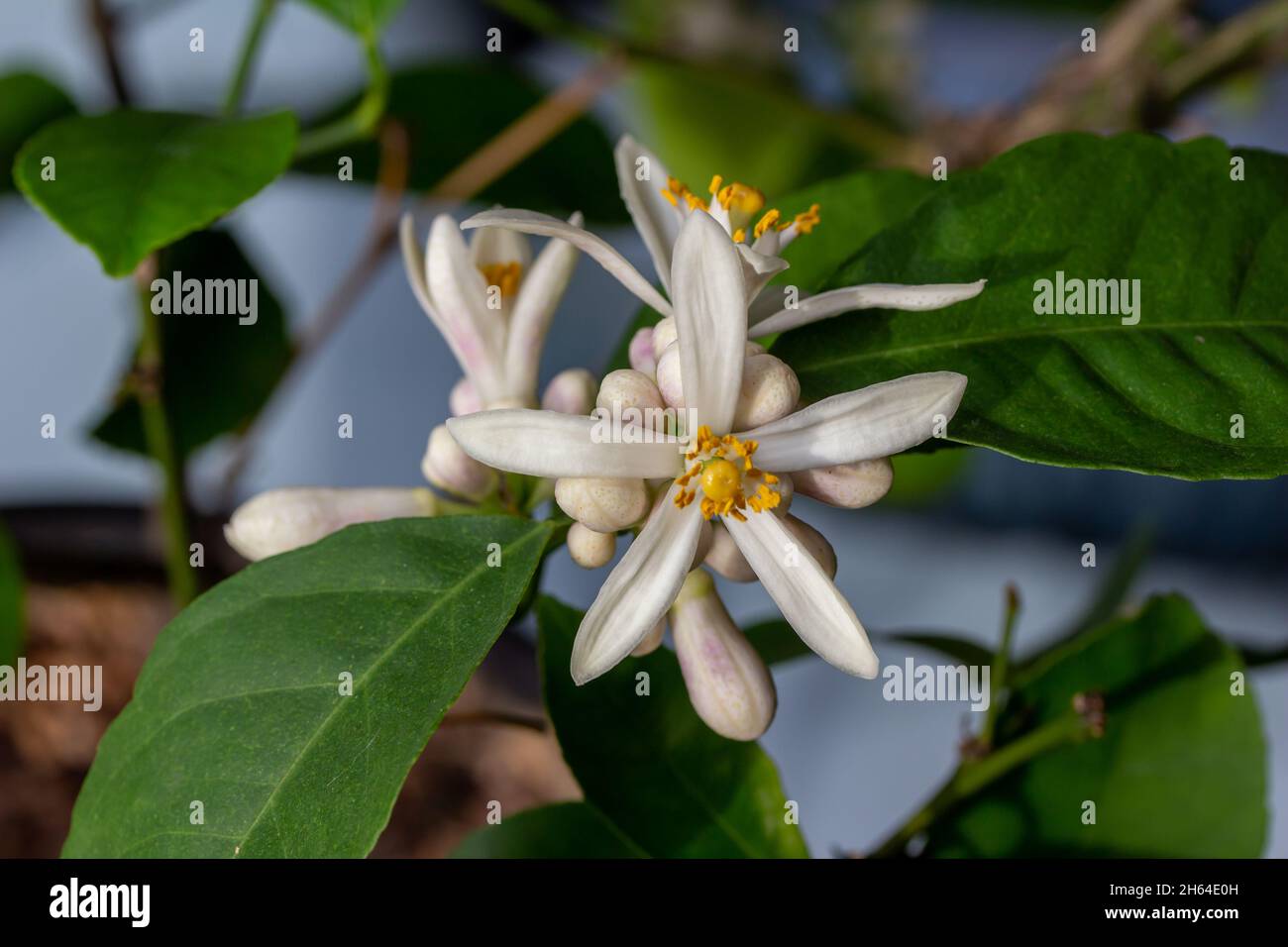 Macro astratta texture vista di fiori bianchi in fiore e germogli su un meyer interno limone albero. Foto Stock