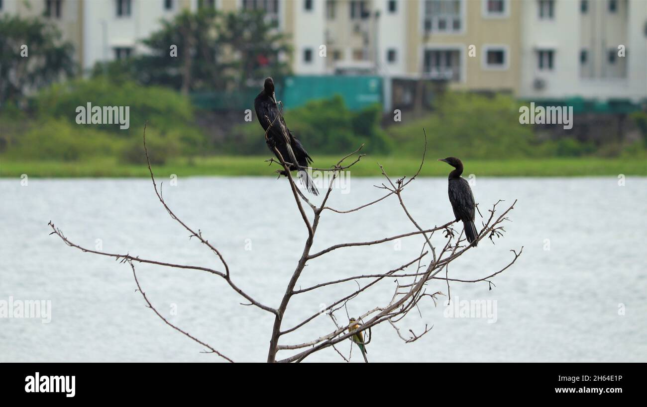 L'uccello d'acqua è arroccato su un piccolo albero contro uno sfondo sfocato Foto Stock