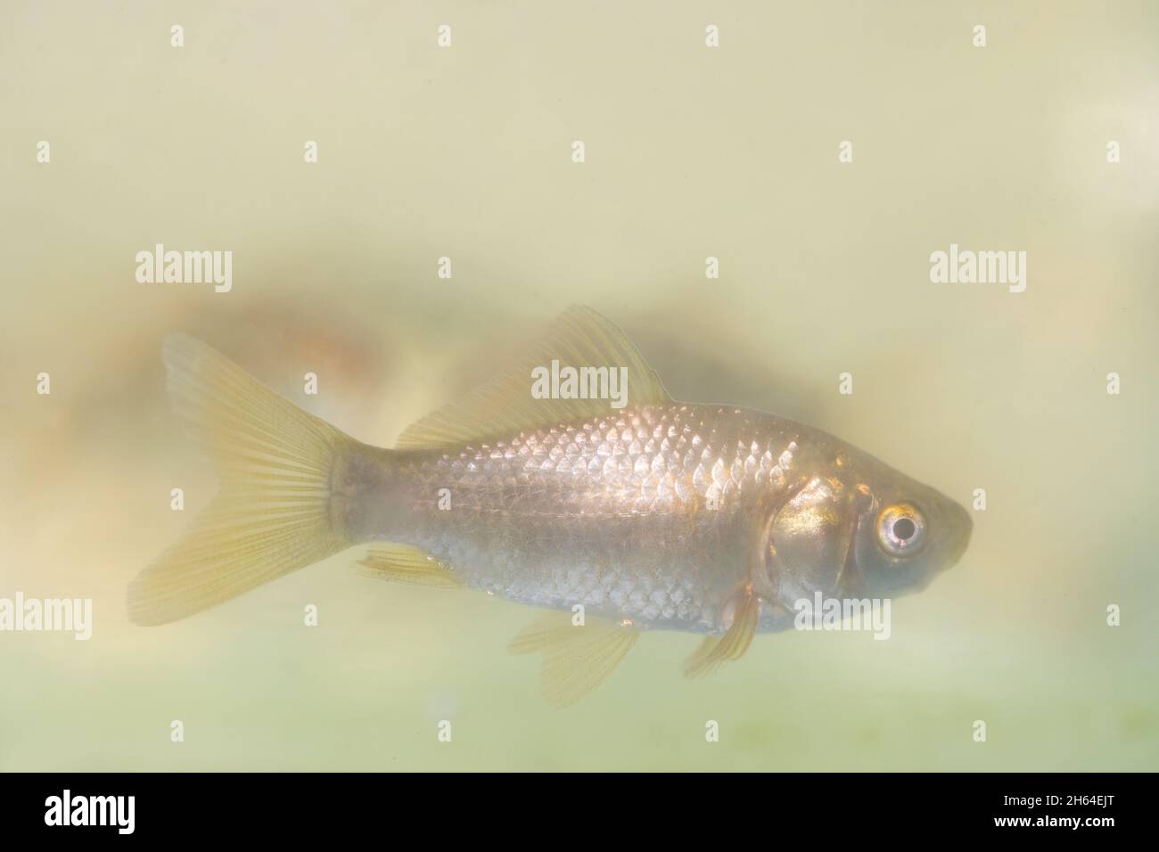 Pesci, carpa eurasiatica, Carassius auratus, cyprinidae, acqua dolce, selvaggio, ancestrale, forma, pesce d'oro, sciami, insieme, subacqueo, acquario, tenuto, gestito, Foto Stock