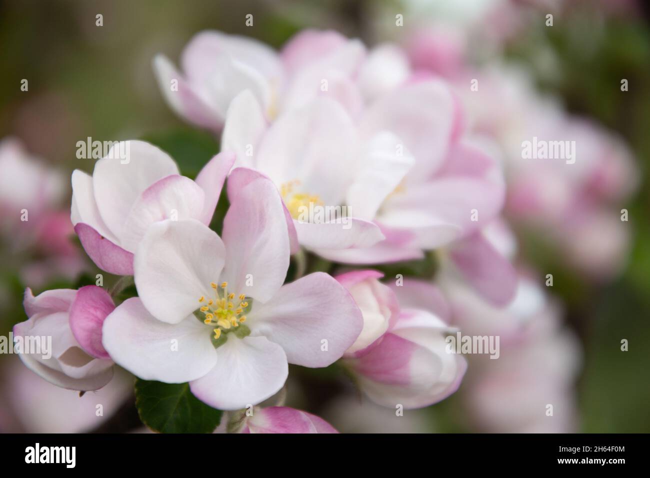 Fiori rosa sull'albero di mele in primavera Foto Stock