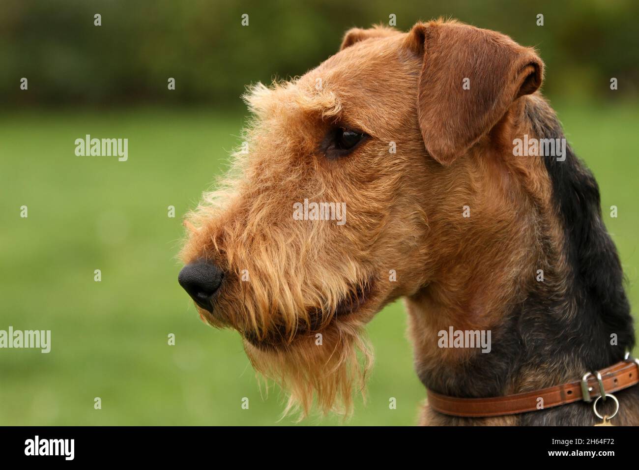 Airedale Terrier testa Foto Stock