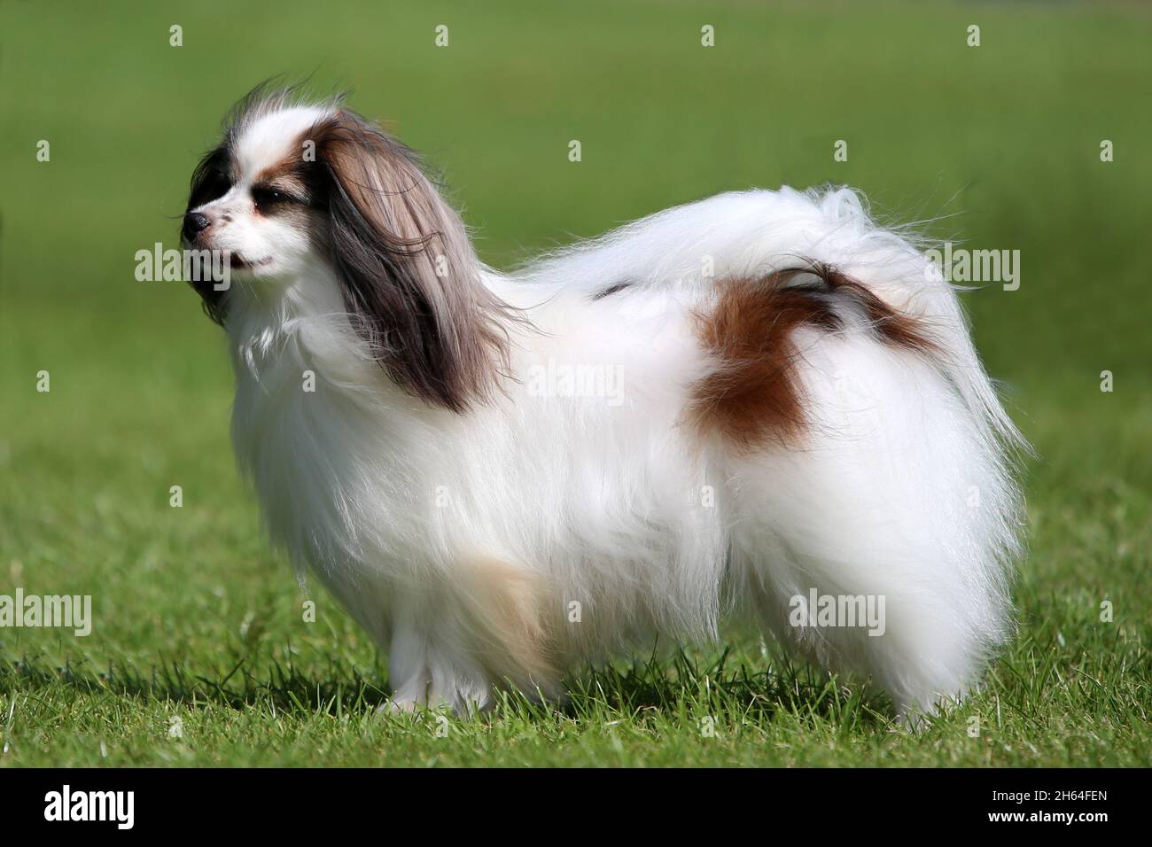 Drop ear Phalene cane Foto Stock