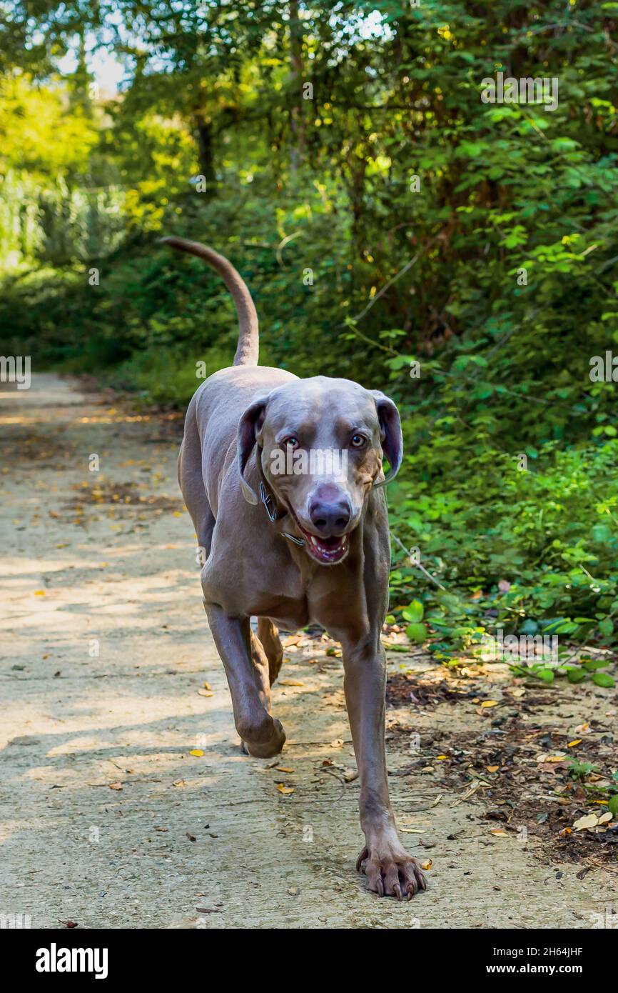 Weimaraner che corre lungo un sentiero circondato da foresta. Vista ravvicinata della testa di un cane da caccia, cane felice in una giornata di sole. Foto Stock