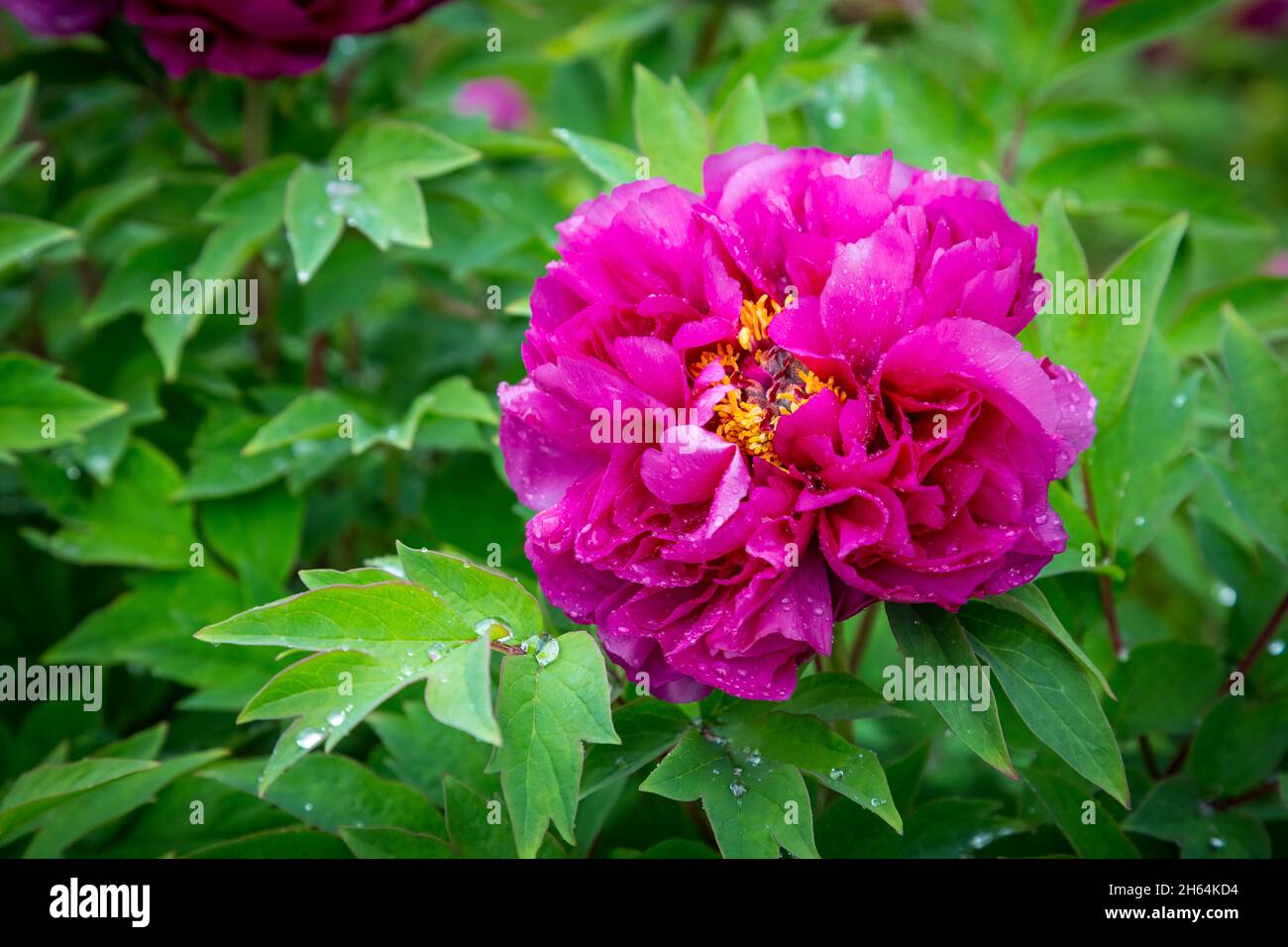 Rosa brillante colore fucsia fiore di peonia Paeonia soffriticosa o peonia di albero in gocce di acqua di rugiada o pioggia. Primo piano. Sfondo primaverile Foto Stock