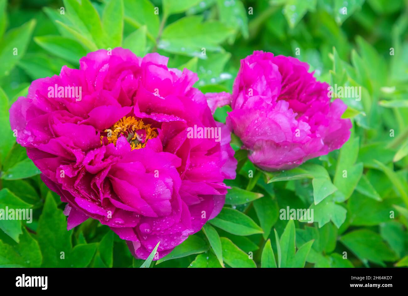 Colore rosa chiaro fucsia fiore di peonia Paeonia soffriticosa o peonia di albero in gocce d'acqua di rugiada o pioggia. Primo piano. Sfondo primaverile Foto Stock