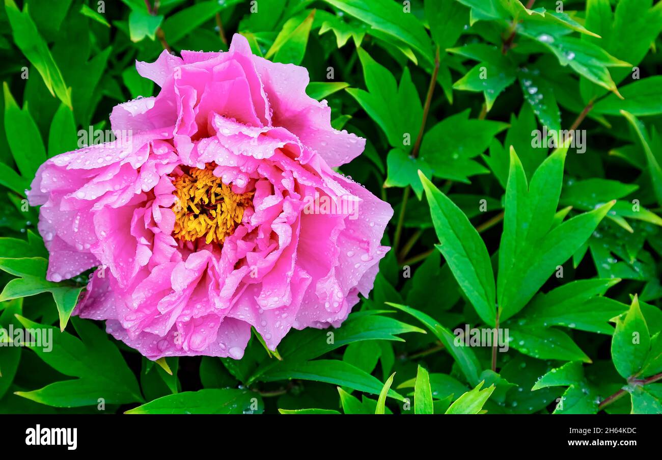 Colore rosa chiaro fucsia fiore di peonia Paeonia soffriticosa o peonia di albero in gocce d'acqua di rugiada o pioggia. Primo piano. Sfondo primaverile Foto Stock