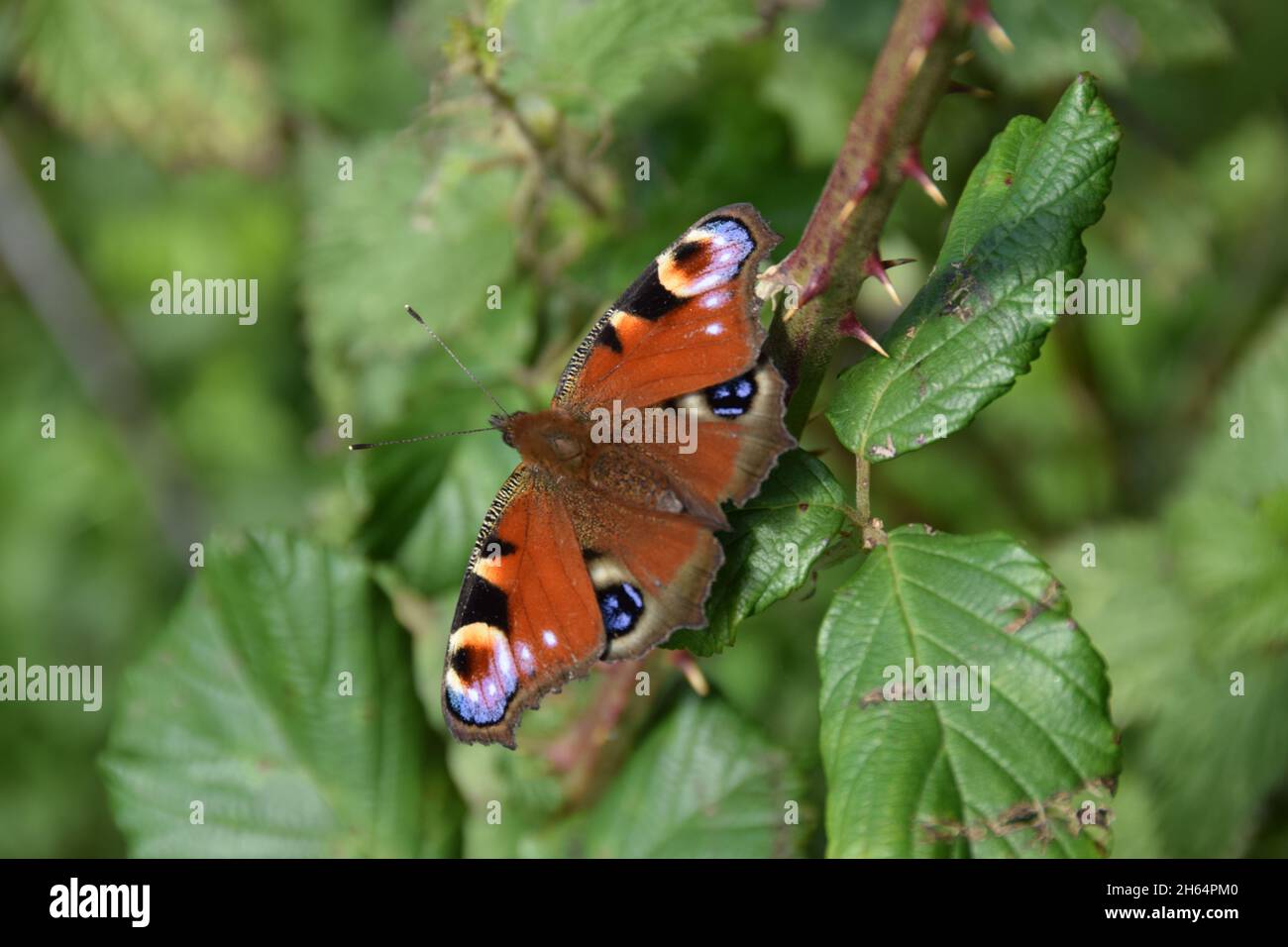 Aglais io, la Peacock Butterfly europea, su un hedgerow nel Somerset del Nord, Inghilterra Foto Stock