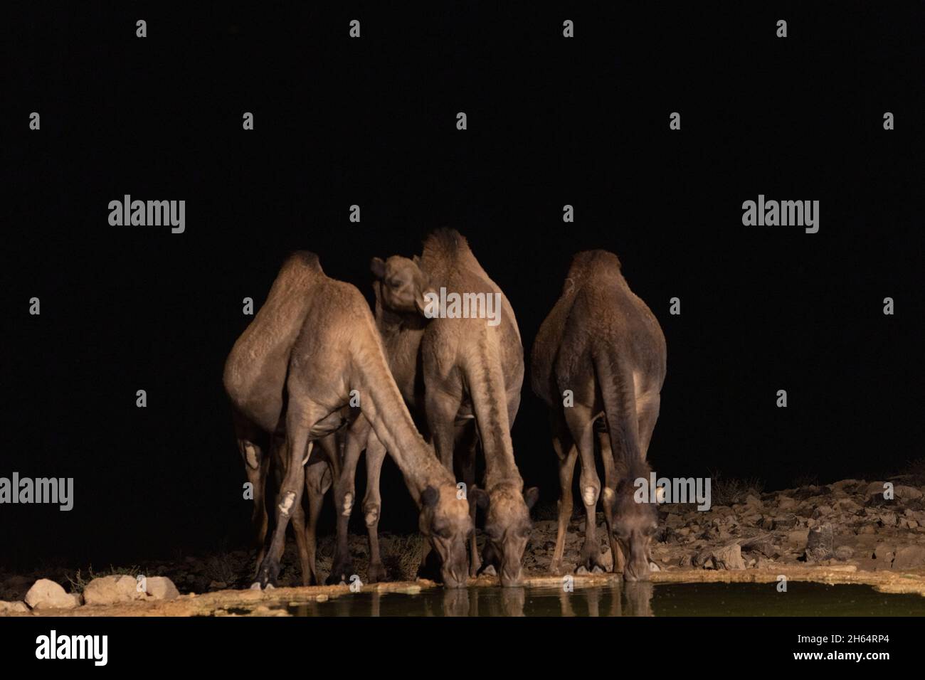 I cammelli bevono acqua da una piscina di notte al confine tra Israele e il deserto del Sinai, Egitto Foto Stock