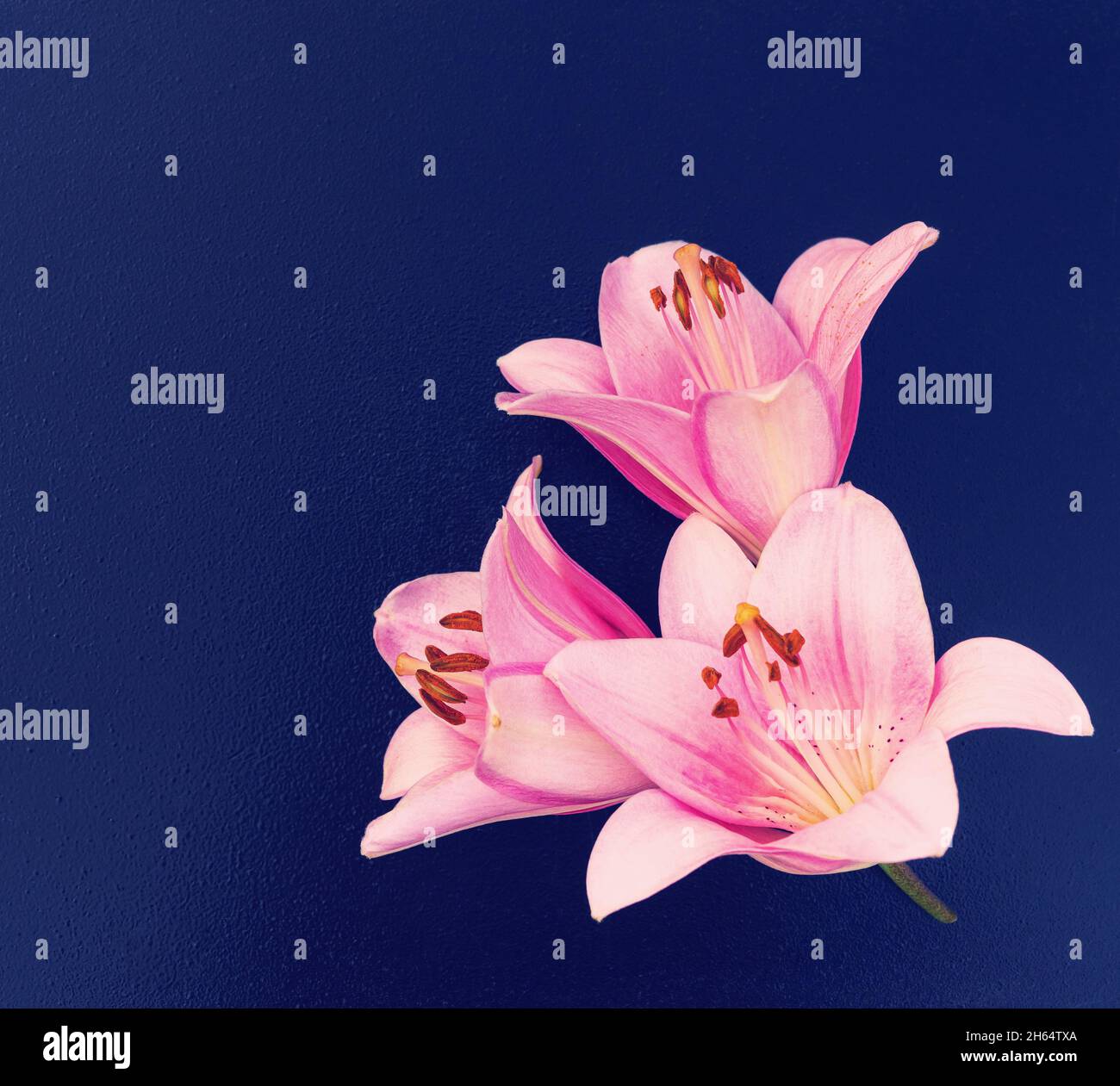 carta con bouquet di gigli rosa con spazio per la copia per il design Foto Stock