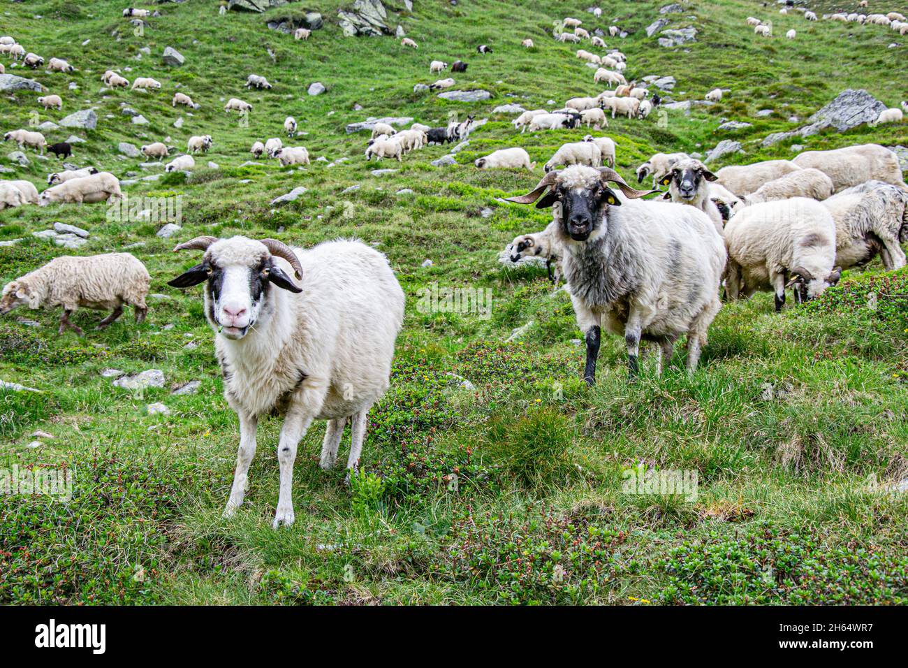 Pecore nere nel folle di fattoria. Pascolo gregge di pecore Suffolk su un prato verde. Foto Stock