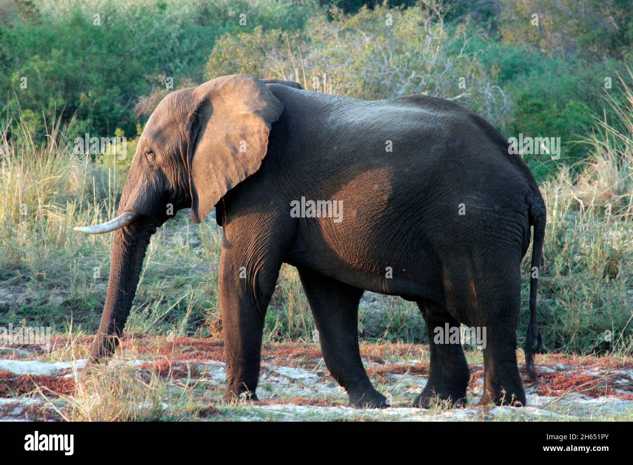 Un elefante è visto al tramonto su un'isola sul fiume Zambezi. Molti animali sono visti al tramonto sul fiume. Zimbabwe. Foto Stock