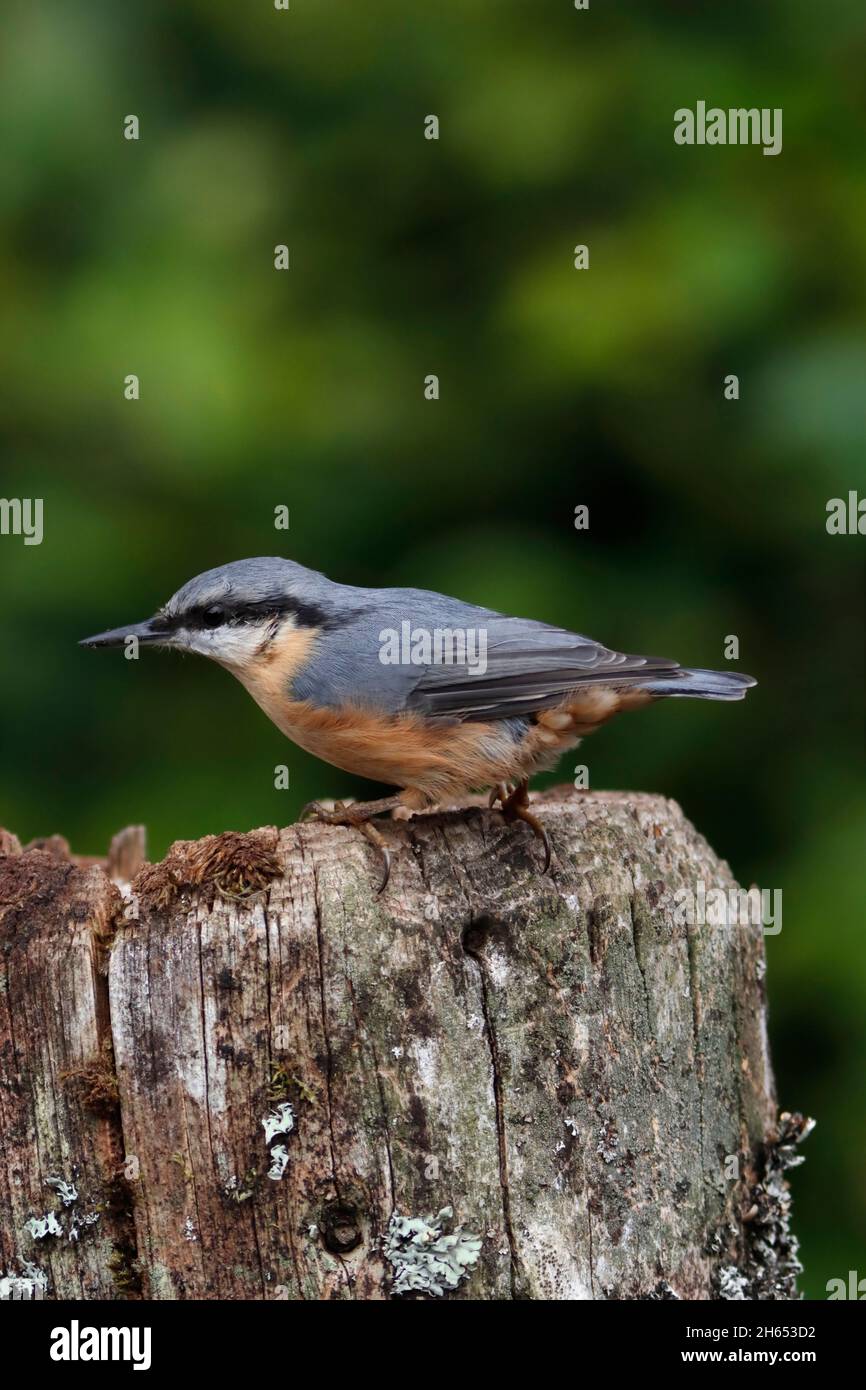 NUTHATCH (Sitta europaea) su un alimentatore di posta da giardino, Scozia, Regno Unito. Foto Stock