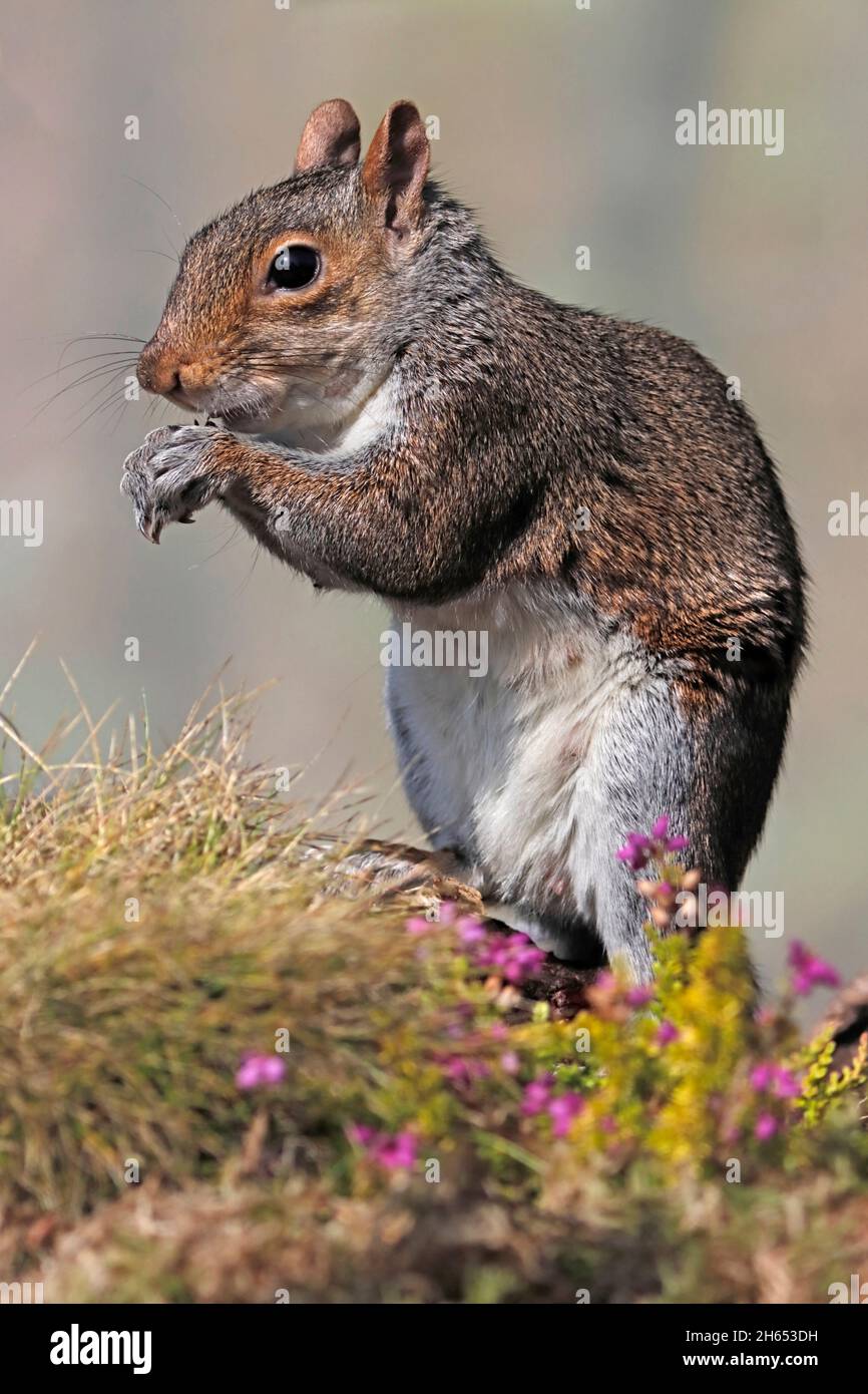 Alimentazione SCOIATTOLO GRIGIO in un giardino di fauna selvatica, Scozia, Regno Unito. Foto Stock