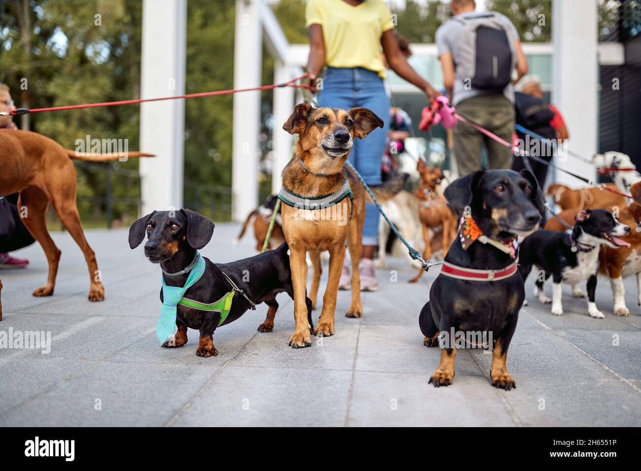 Felice cani passeggiate all'aperto e godere con dog walker Foto Stock