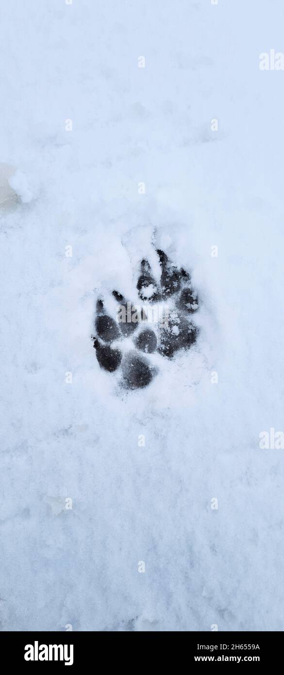 Inverno in Germania Schnee Sonne und Wald Foto Stock