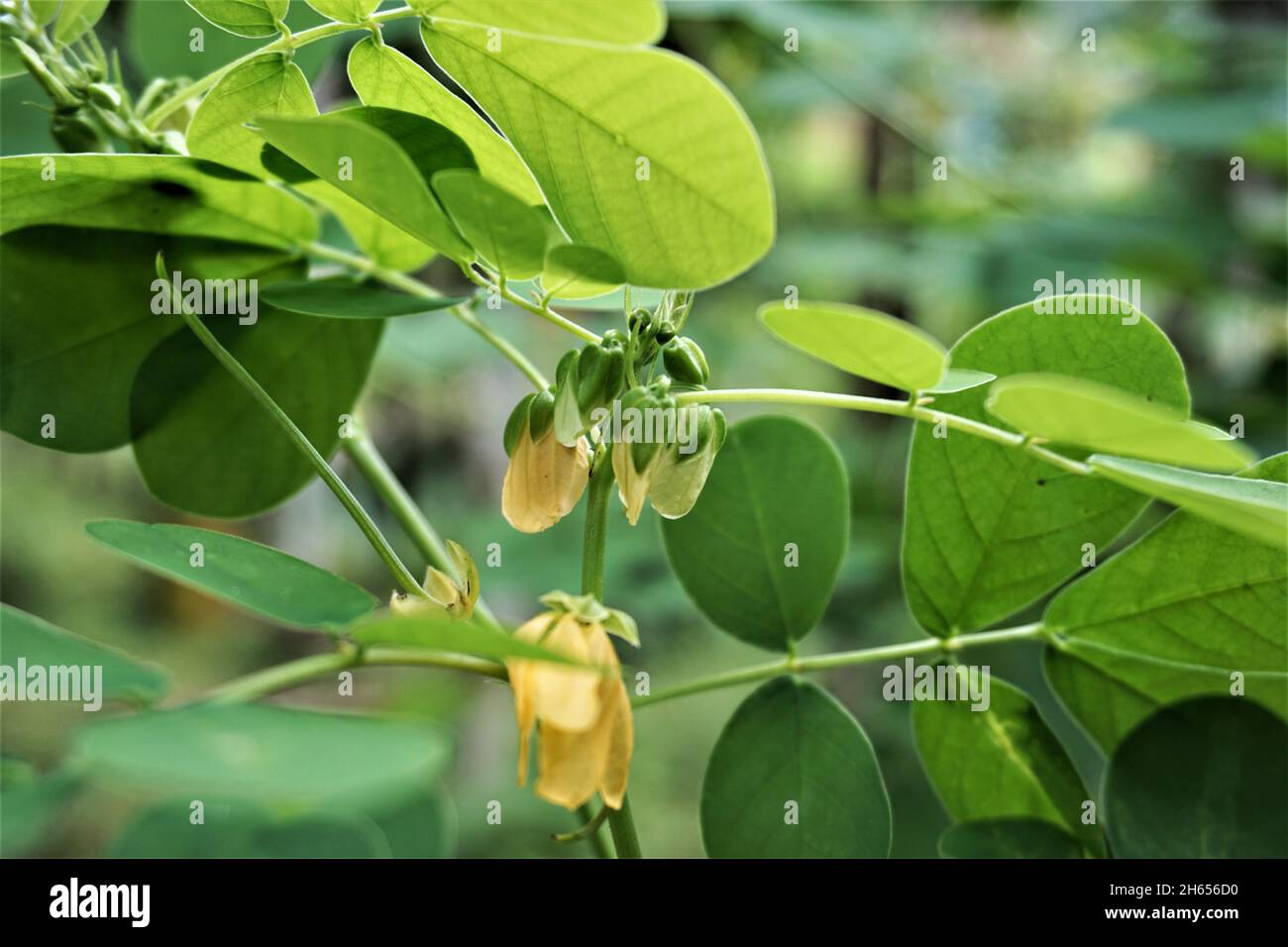 Senna tora o Cassia tora è una specie vegetale della famiglia Fabaceae e della sottofamiglia Caesalpinioideae. Cresce selvaggio nella maggior parte dei tropici ed è co Foto Stock