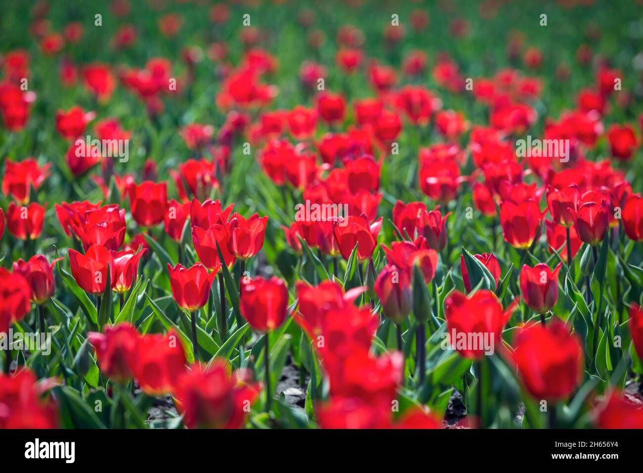 Tulipani rossi fiore letto nel parco. Campo tulipano rosso, sfondo primavera di colore rosso. Primo piano. Messa a fuoco selettiva. Foto Stock