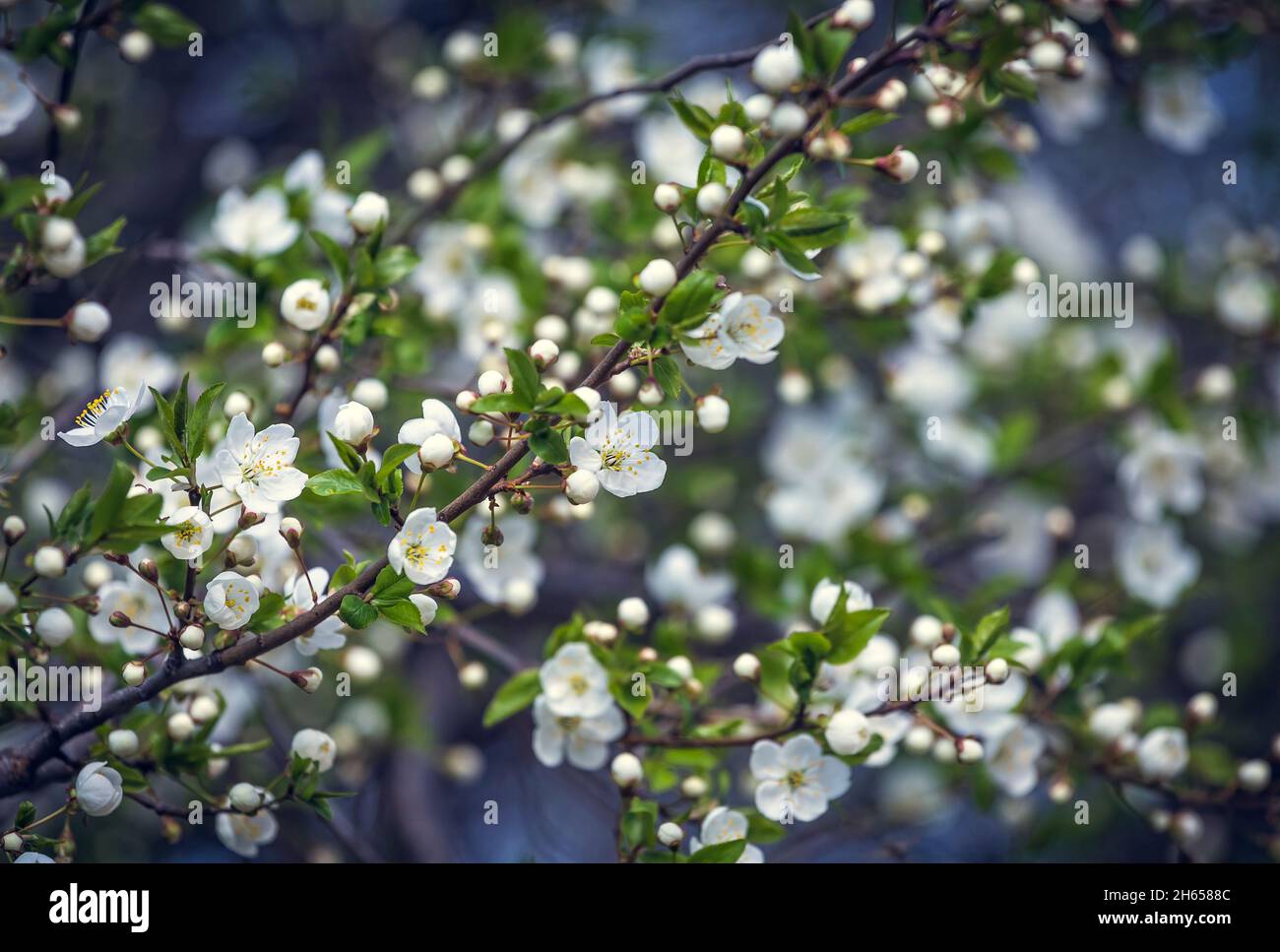 Prunus Cerasifera albero di susina bianco in fiore. Fiori bianchi di Prunus Cerasifera Foto Stock