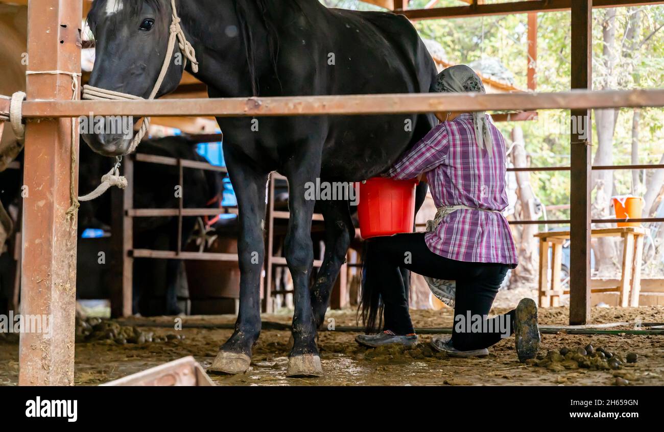 Una donna, una signora-latte, mungendo un mare, un cavallo, schiacciando il latte in un secchio nella fattoria all'aperto, vicino Almaty, Kazakhstan, Asia centrale Foto Stock