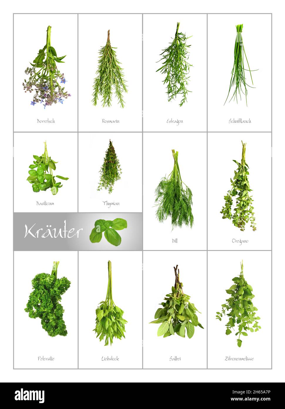 Set di diverse erbe culinarie verdi e fresche Foto Stock