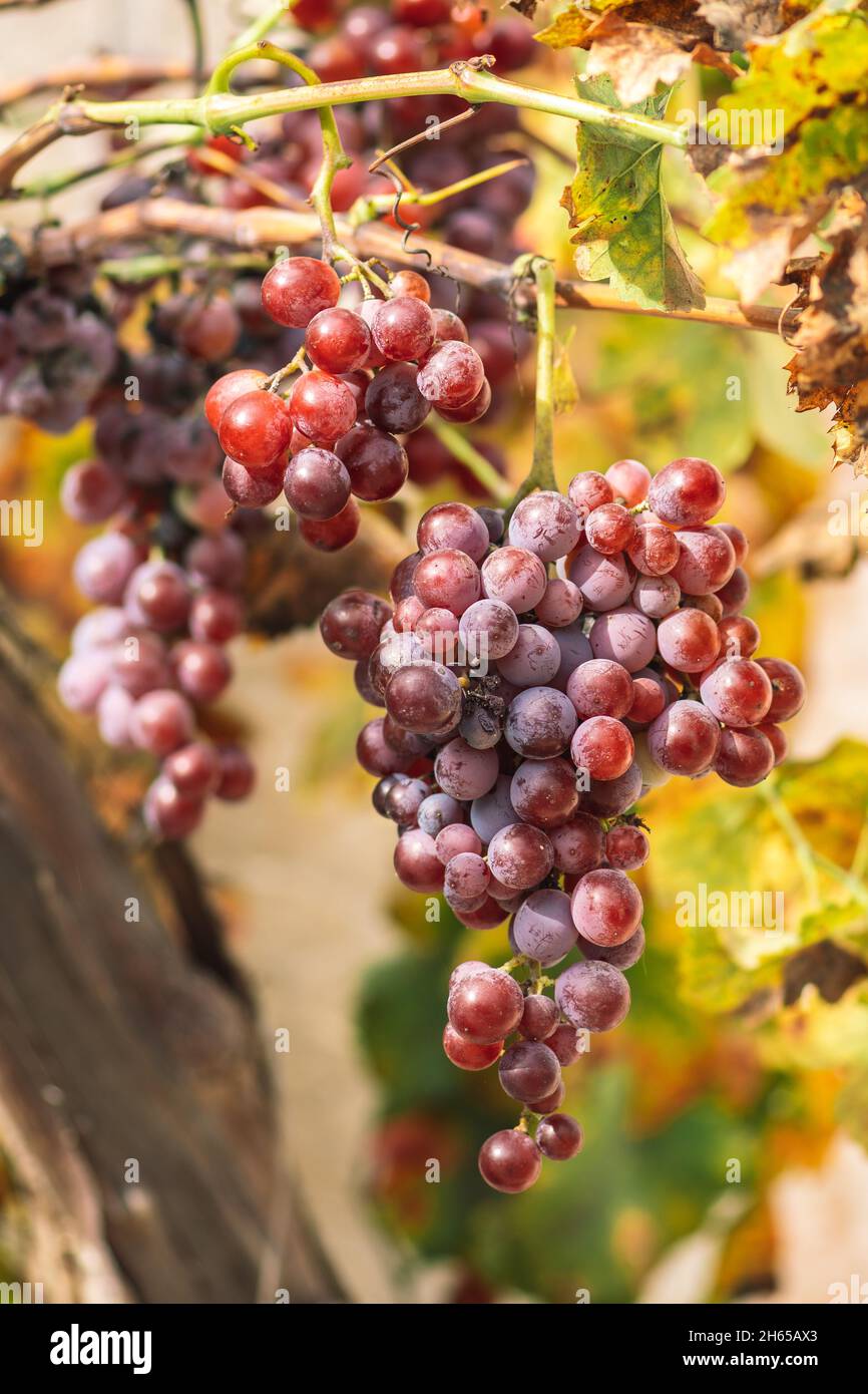 Belle uve rosse o nere mature sotto il sole autunnale con foglie gialle, verticali Foto Stock