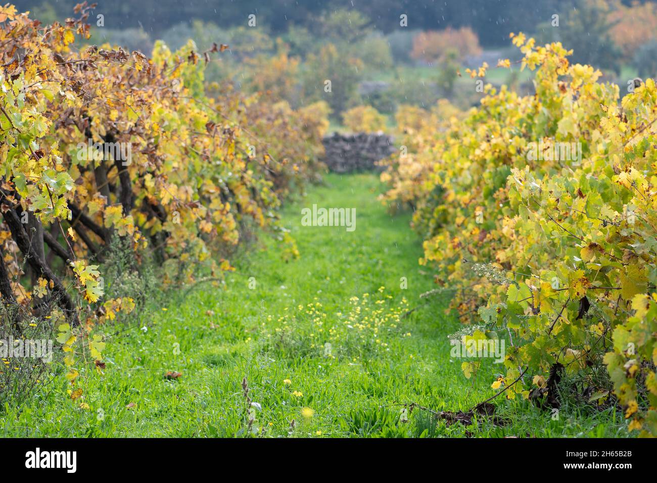 Giallo foglie vigneto in autunno con verde erba fresca sotto la pioggia Foto Stock