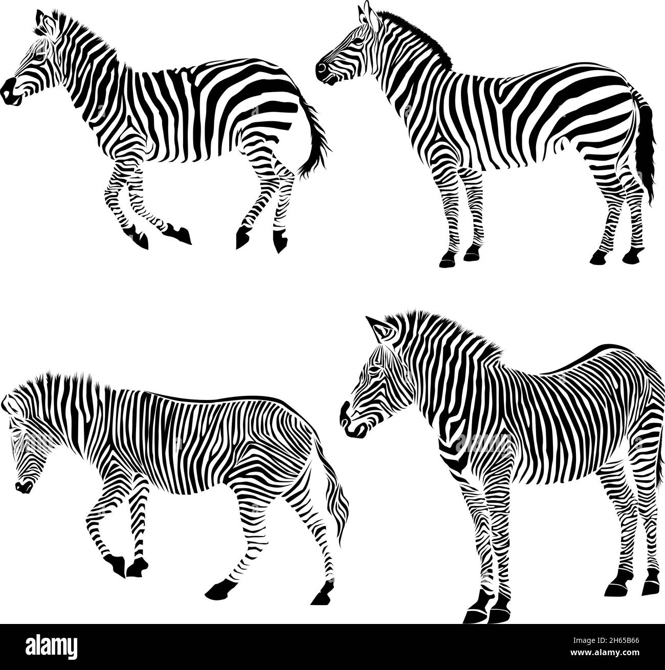 Set di zebra africana selvaggia silhouette isolata su sfondo bianco Illustrazione Vettoriale