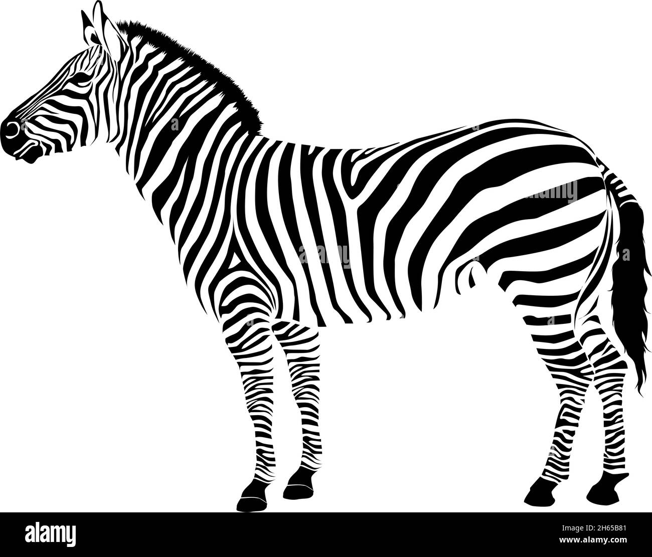 Zebra isolato su sfondo bianco. Illustrazione del vettore Zebra. Motivo zebra Illustrazione Vettoriale