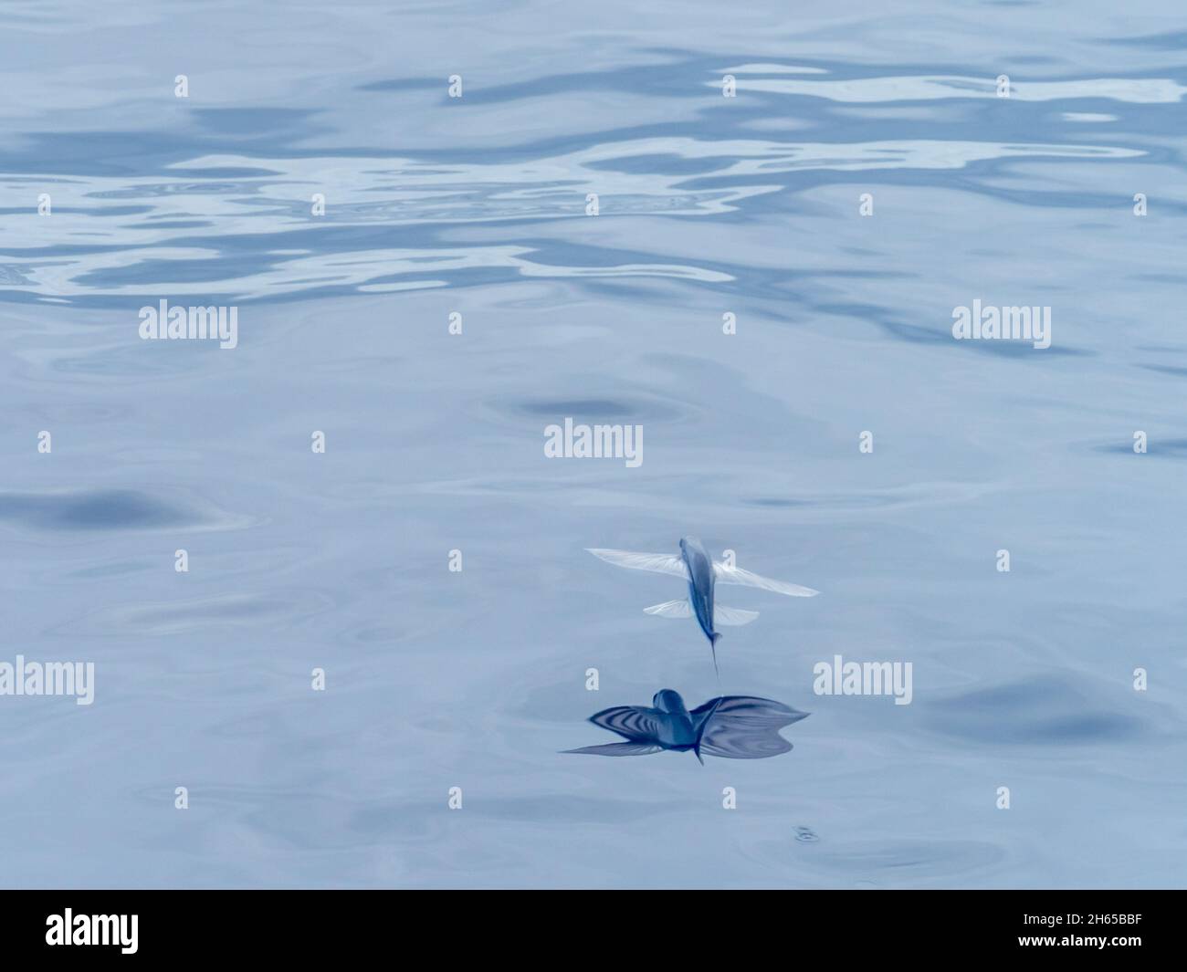 Pesce volante, nella famiglia Exocoetidae, mentre attraversa l'Oceano Atlantico sulla nave spedizione National Geographic Resolution Foto Stock