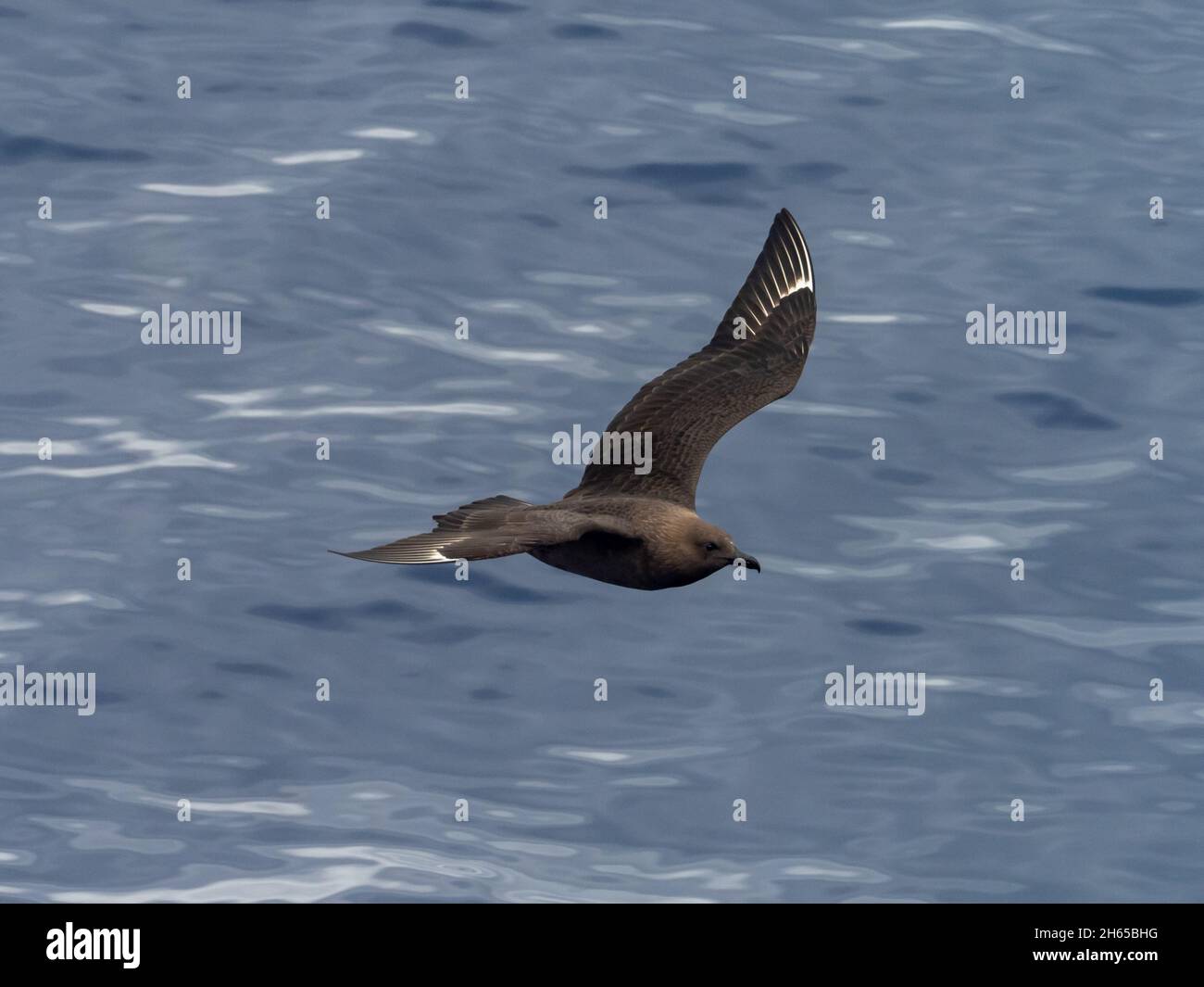 South Polar Skua, Stercorarius maccordmicki, inseguono il pesce volante mentre attraversa l'Atlantico al largo del Brasile sulla nave spedizione National Geographic Reso Foto Stock