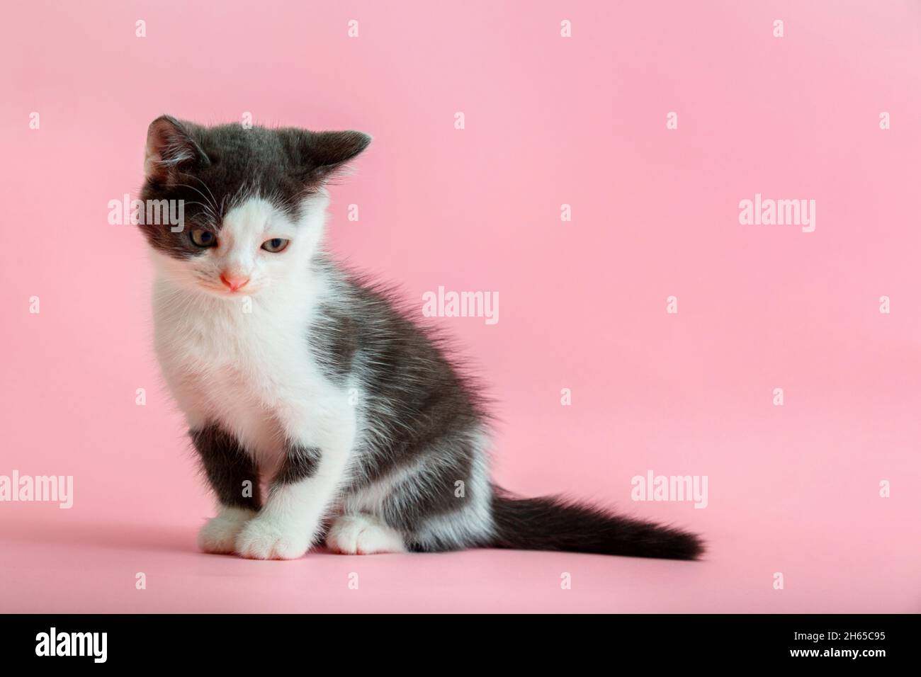 Piccolo gattino bianco e nero su sfondo rosa con spazio per la copia. Gatto macchiato isolato su sfondo colorato con spazio di copia. Capretto animale timido con la testa Foto Stock