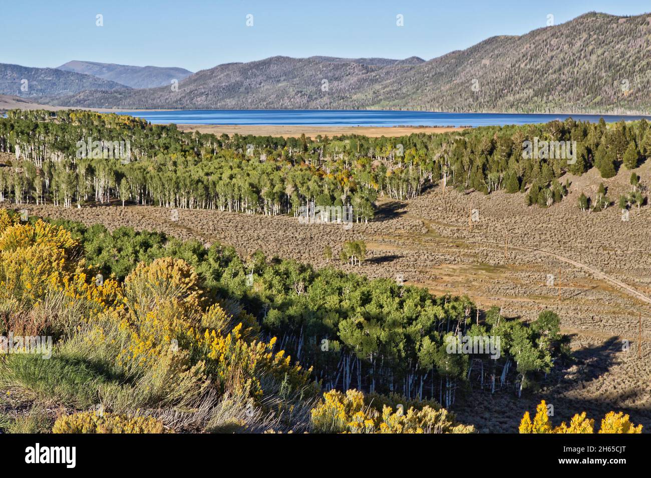 Affacciato sul lago di pesce, Quaking Aspens, Pandp Clone 'Populus tremuloides' anche noto come tremante gigante. Foto Stock