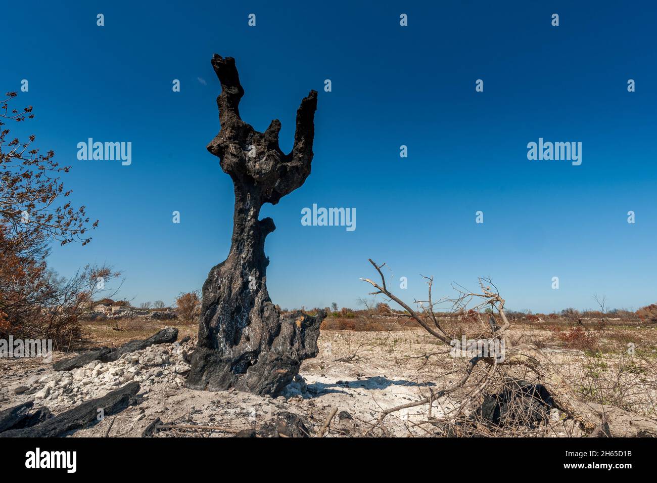 L'estate del 2021 nella Puglia meridionale è stata caratterizzata da numerosi incendi che hanno distrutto ettari di oliveti colpiti ed essiccati dalla xilella fas Foto Stock