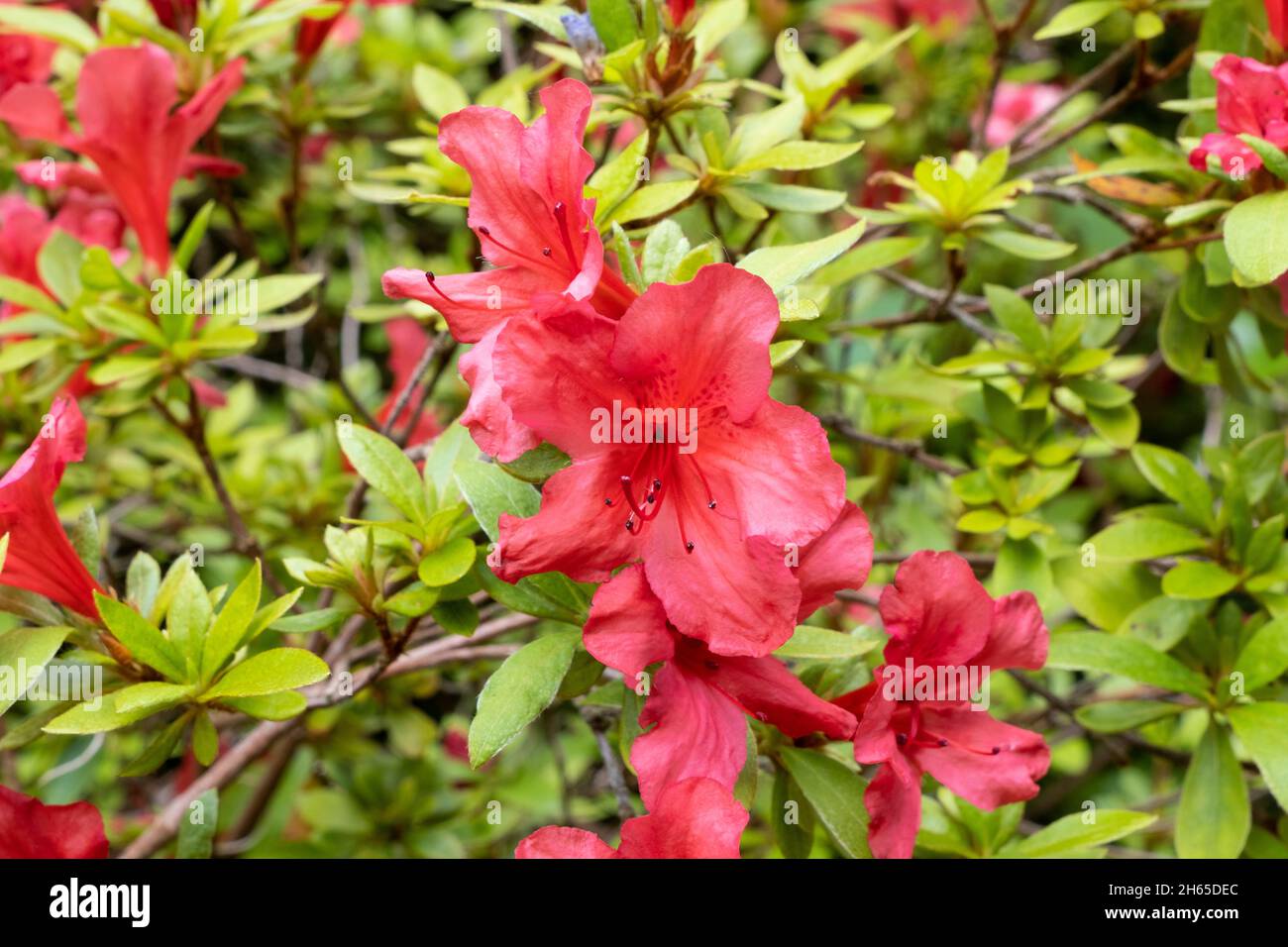 Rhododendron fiore in Anglesey Galles Giugno 2021 Foto Stock