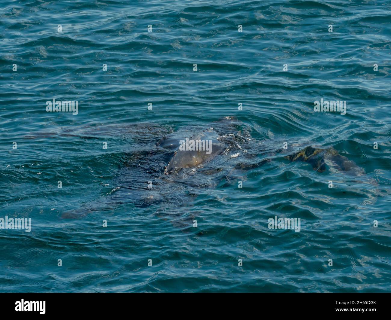 Tartaruga marina di leatherback, Dermochelys coriacea, al largo della costa del Brasile nell'oceano Atlantico Foto Stock