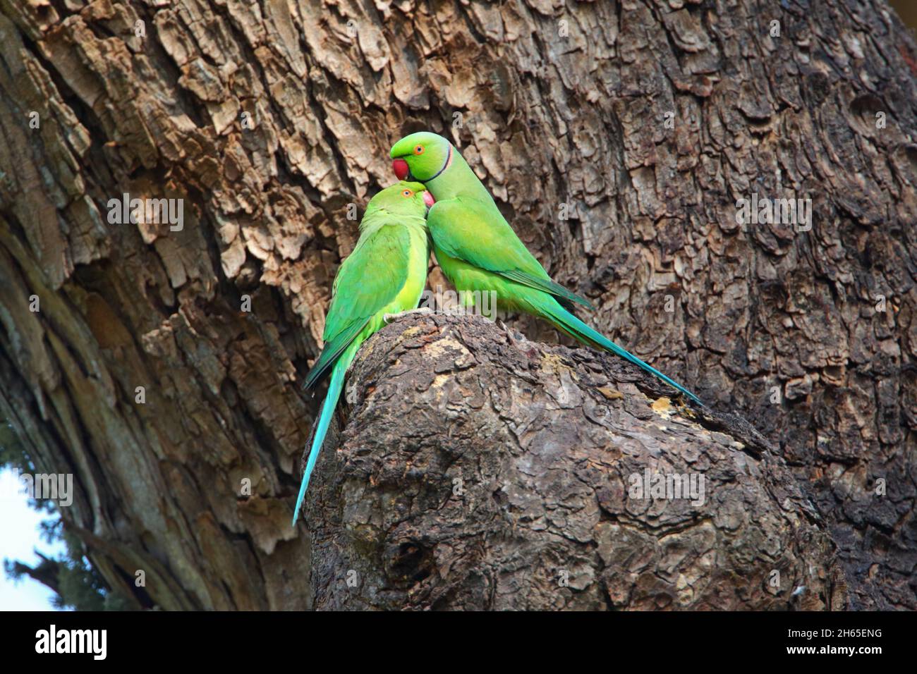 Un paio di Parakeets ad anello rosa o Parakeets ad anello (Psittacula krameri) in Sri Lanka, impegnandosi in allopreening o reciproco preening Foto Stock