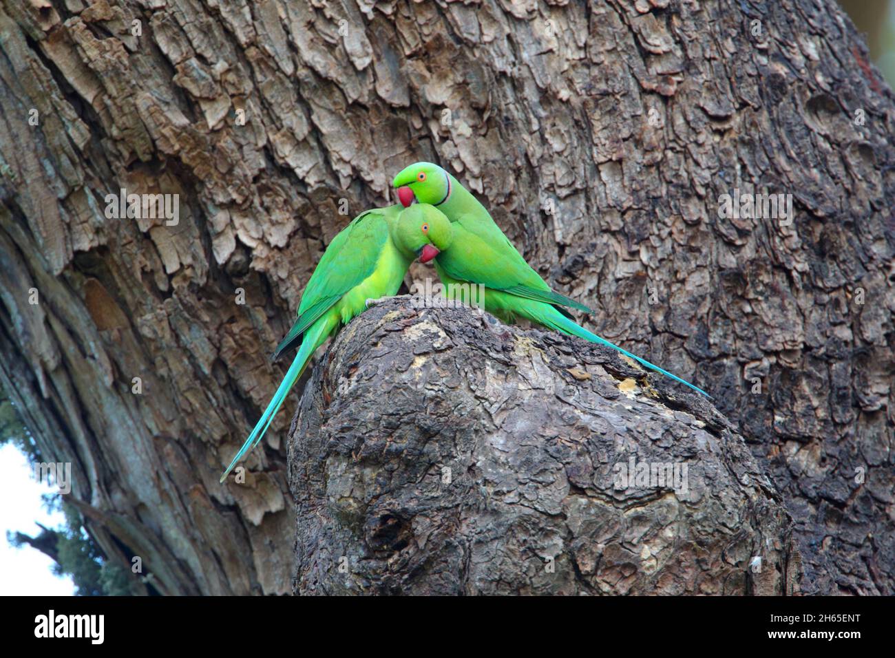 Un paio di Parakeets ad anello rosa o Parakeets ad anello (Psittacula krameri) in Sri Lanka, impegnandosi in allopreening o reciproco preening Foto Stock