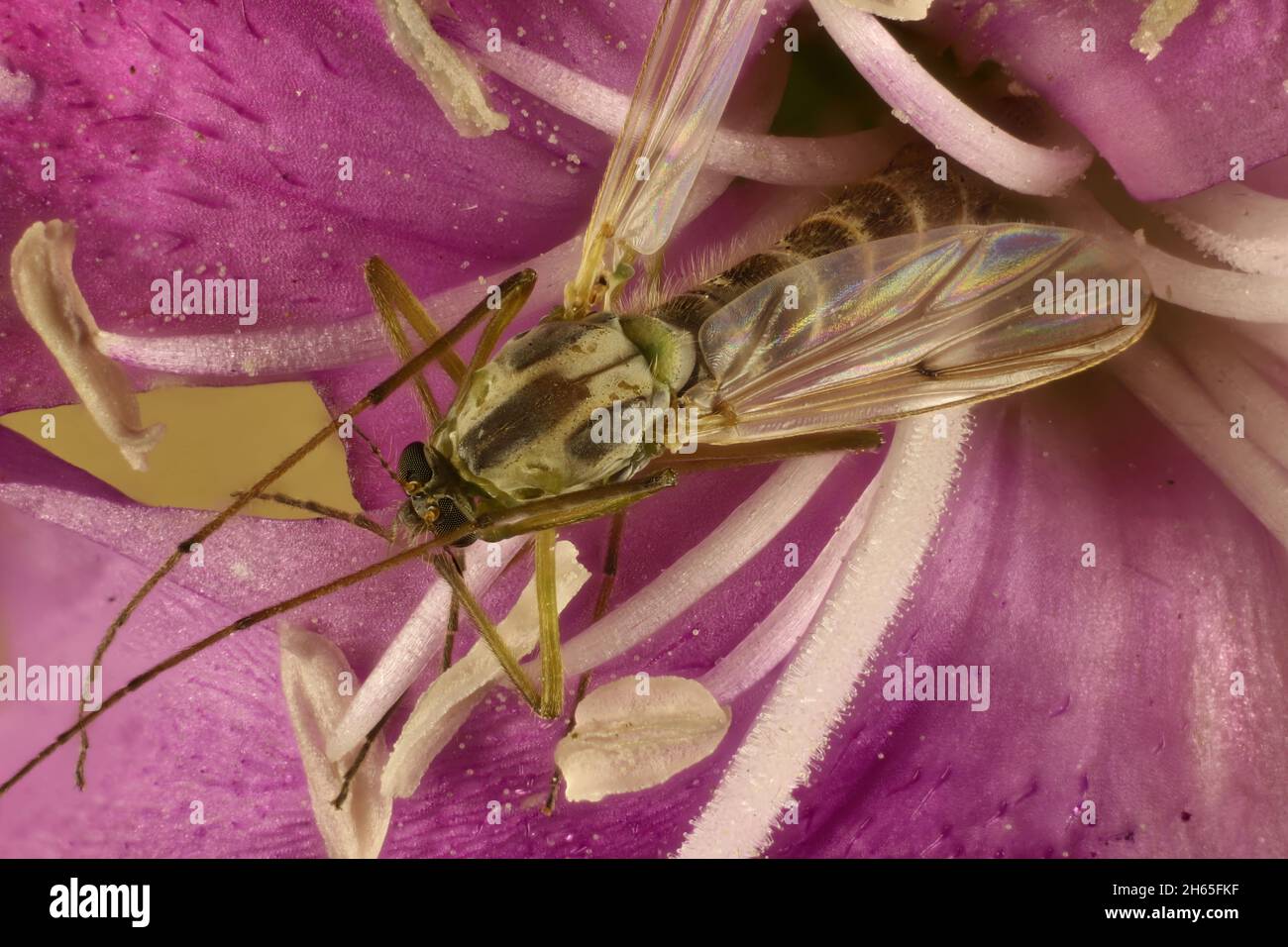 Super macro vista dorsale di non-Bitting Midge (Chironomidae) su fiore viola, Australia del Sud Foto Stock