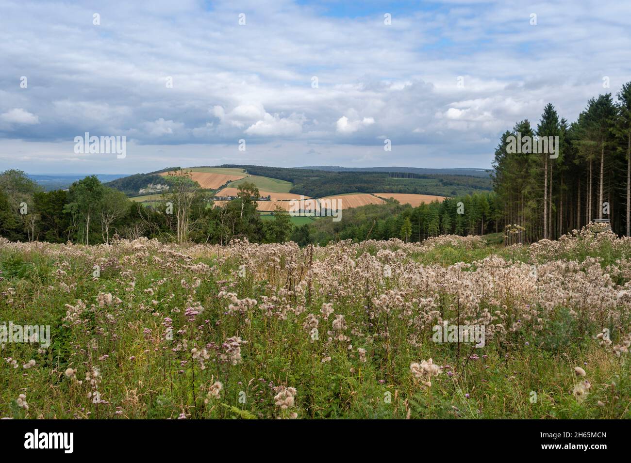 Vista sul Sussex Downs e sul South Downs Way. Foto Stock