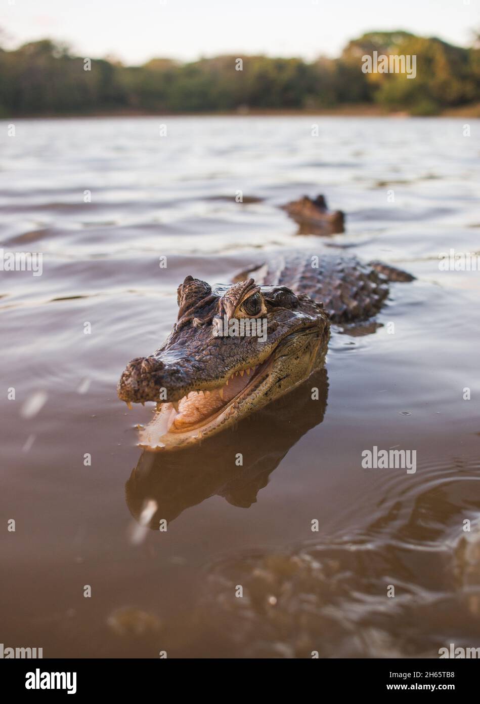 Un piccolo alligatore sorride per la macchina fotografica mentre si trova in acqua Foto Stock